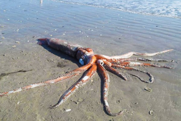 Kraken 2krn